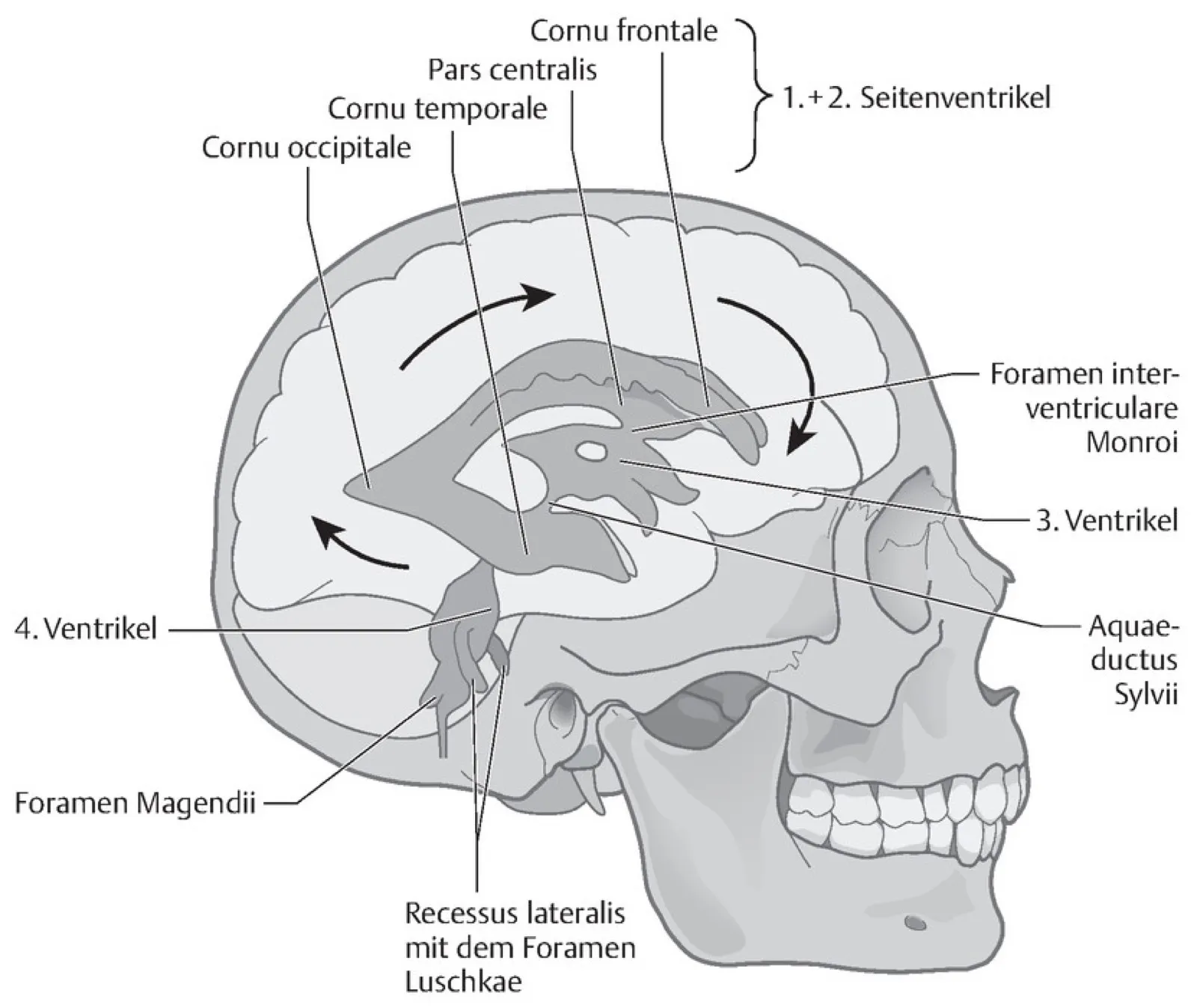 Anatomische Zeichnung eines Schädels im Querschnitt mit beschrifteten Hirnventrikeln