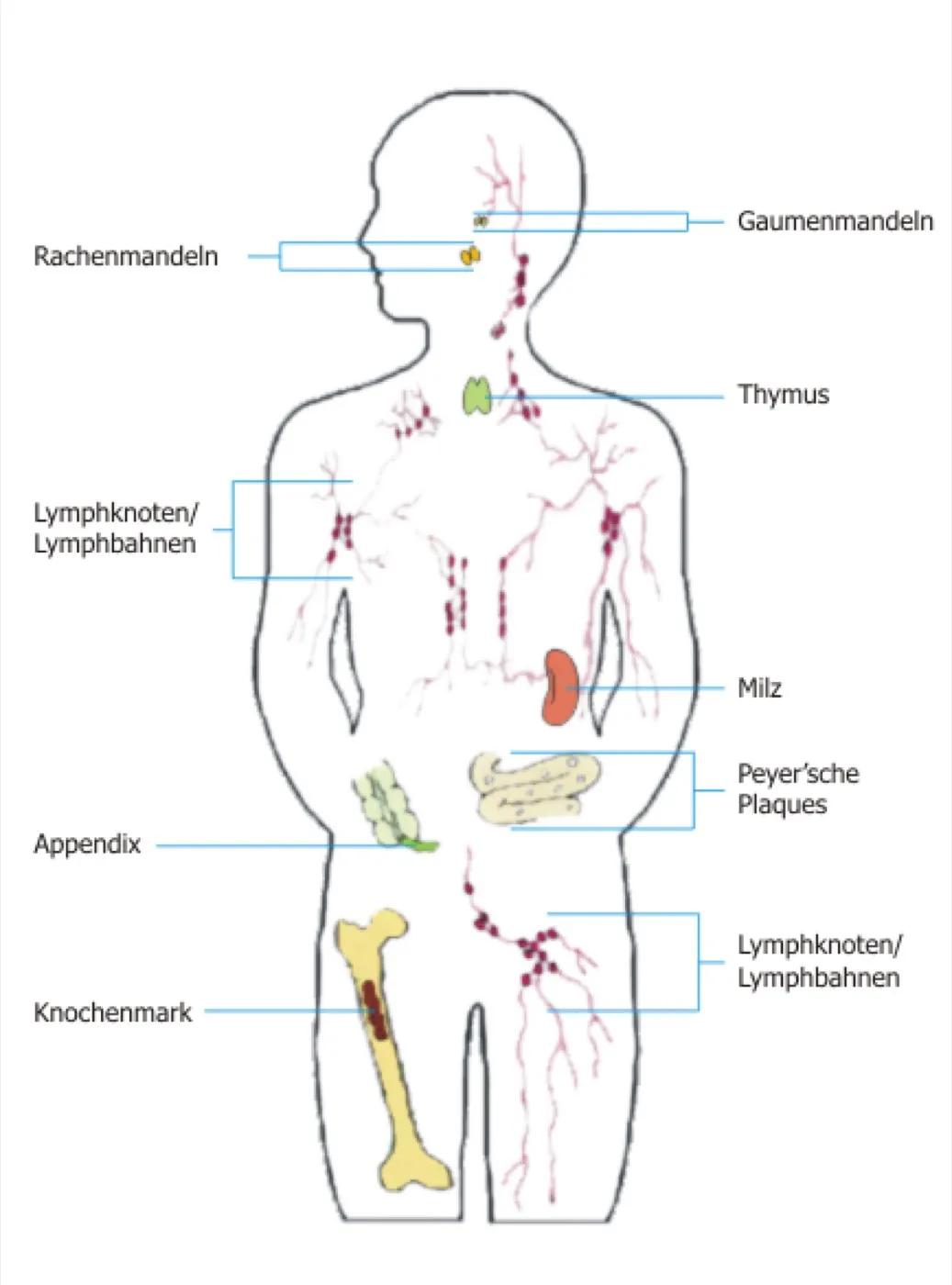 Körperschema mit beschrifteten Organen des Immunsystems: Mandeln, Thymus, Lymphknoten, Milz, Peyer’sche Plaques, Appendix und Knochenmark