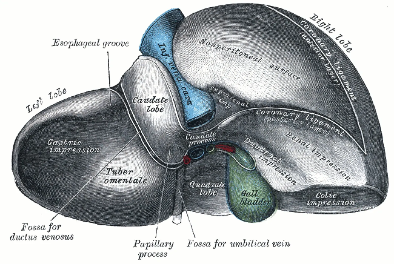 Historische anatomische Zeichnung der Leber mit beschrifteten Lappen und Gallenblase