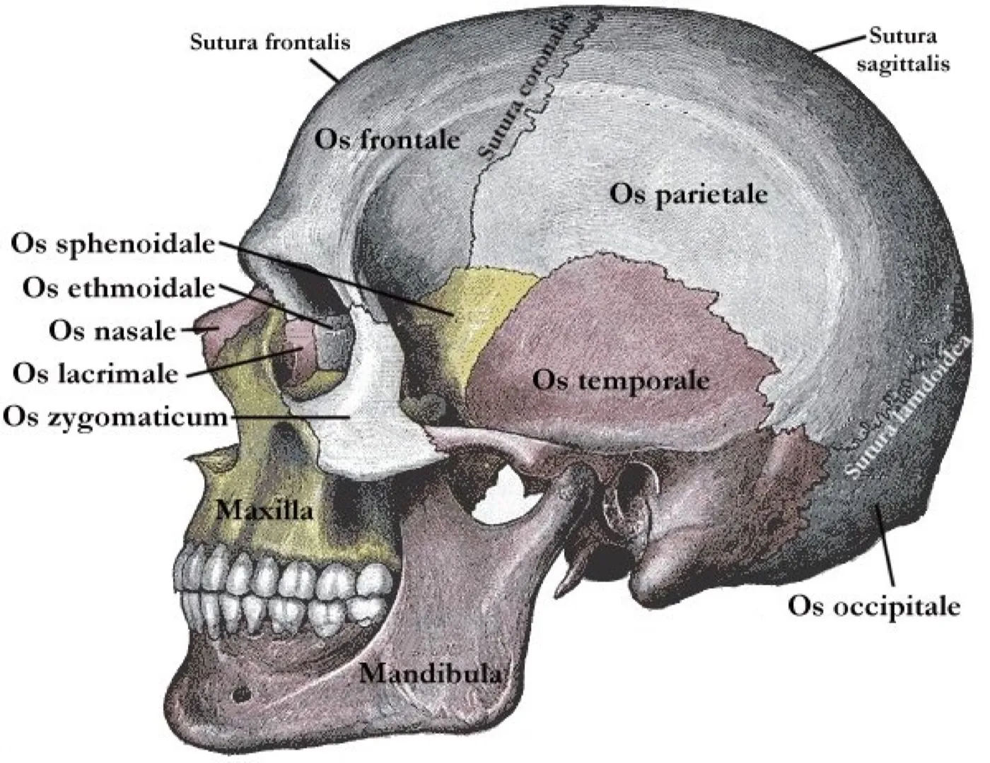 Anatomische Zeichnung eines Schädels von der Seite mit farbig abgesetzten Schädelknochen und beschrifteten Schädelnähten
